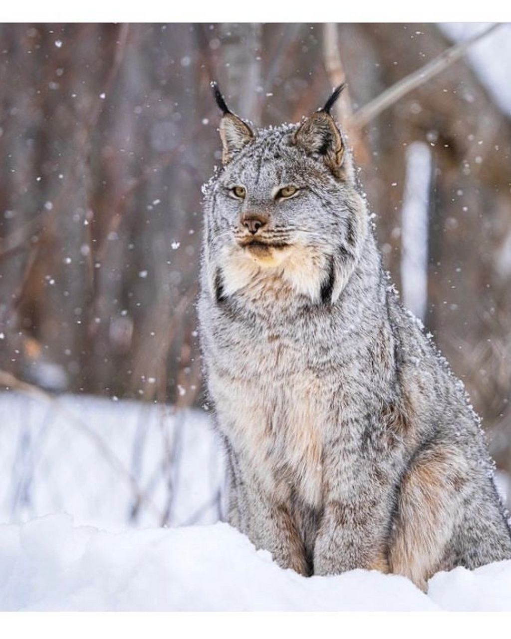 扎辫子的大猫猞猁,气质和萌都拿捏的准准的 喵星人93在野外有着很多
