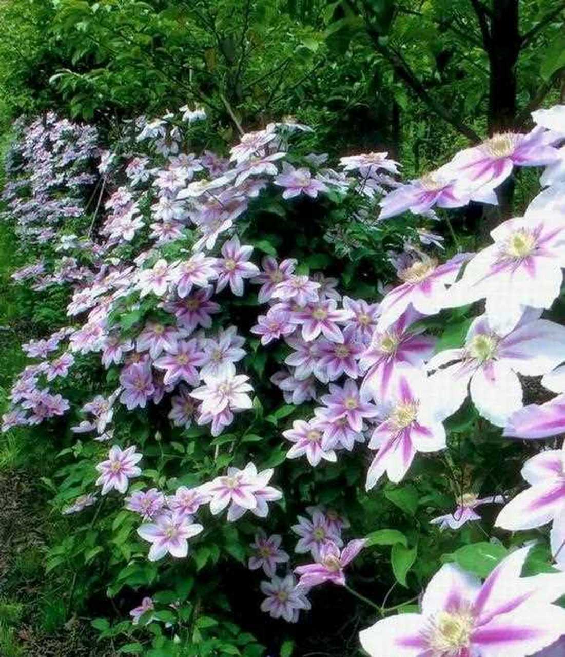 铁线莲又叫藤本皇后,还叫铁线牡丹,主要因为体现莲开花的时候,雍容