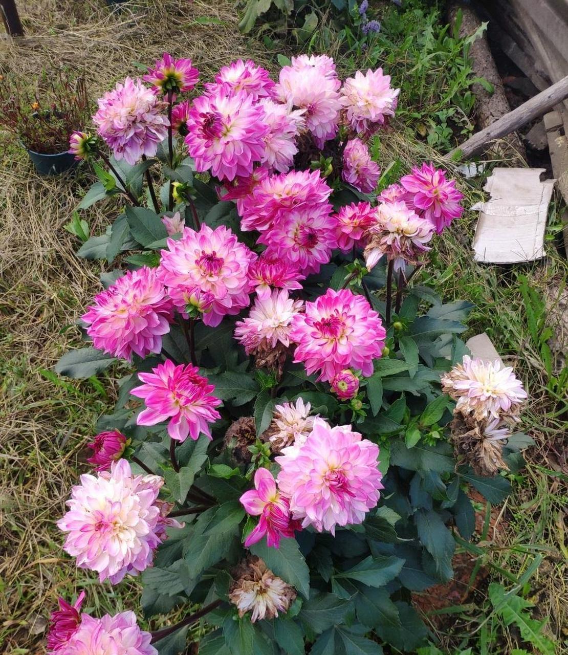 小丽花,是大丽花的矮化园艺品种,植株低矮小巧,专为盆栽观赏而生,花型