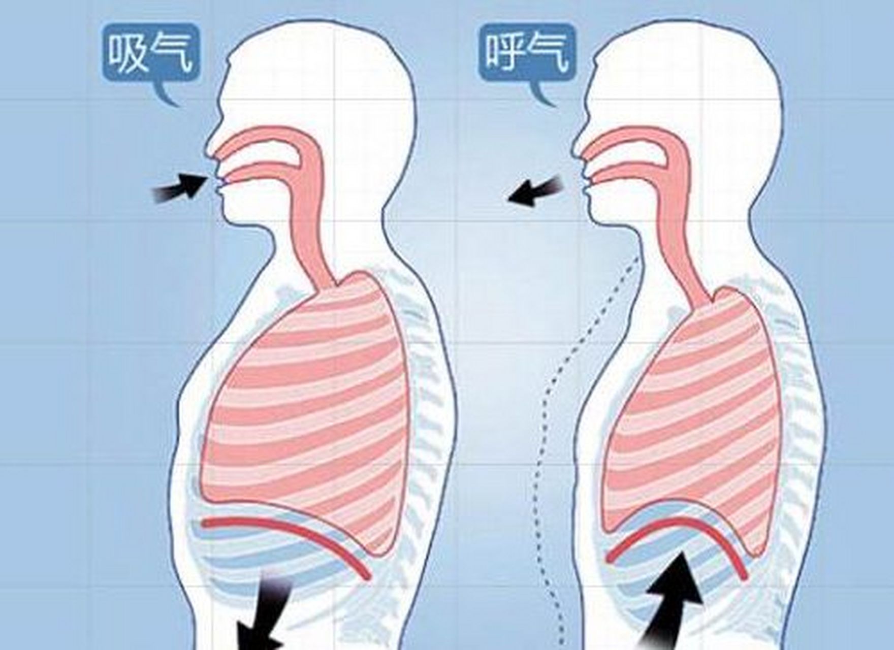 腹式呼吸法图解图片