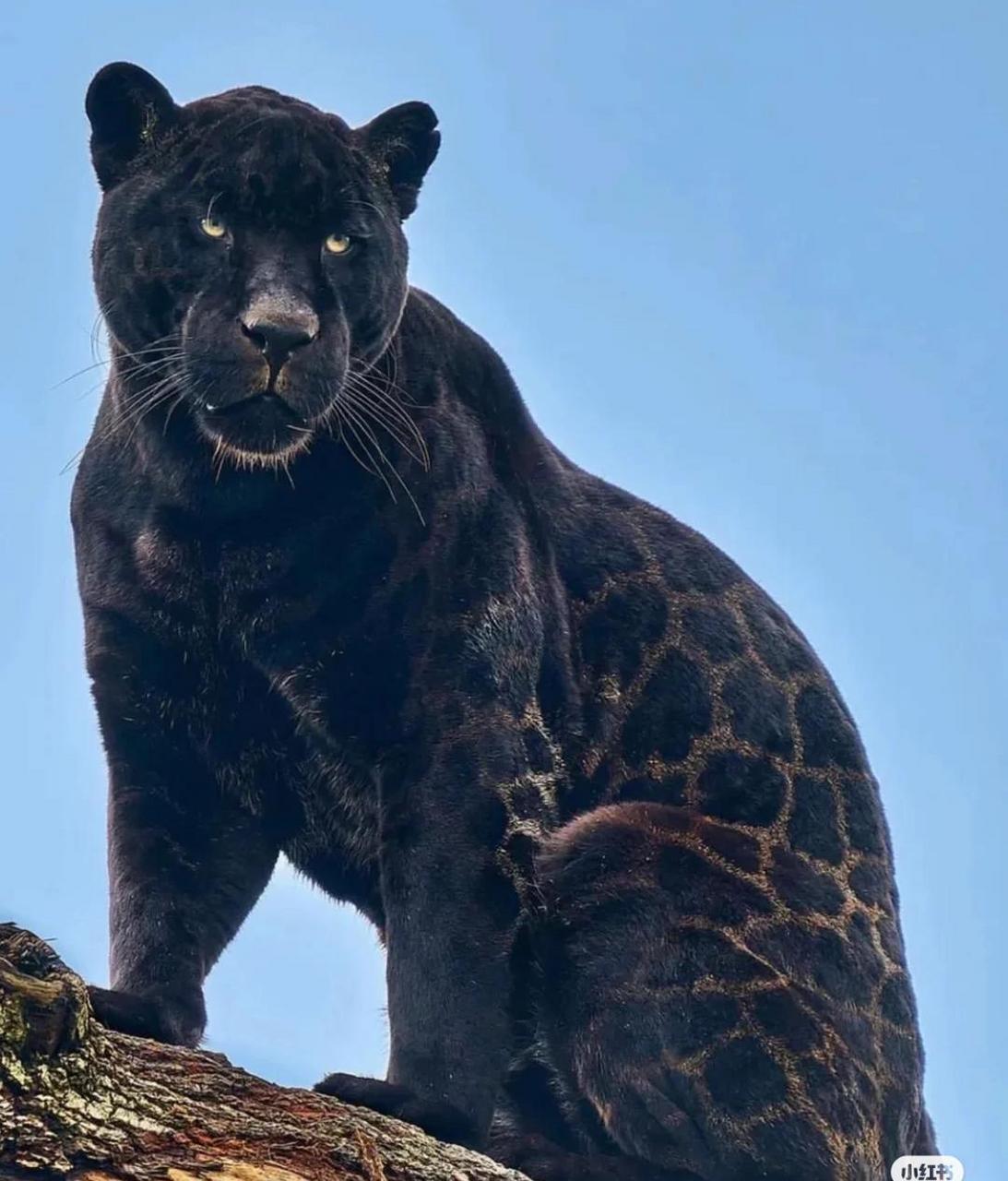 动物世界,不敢直视黑豹的眼睛