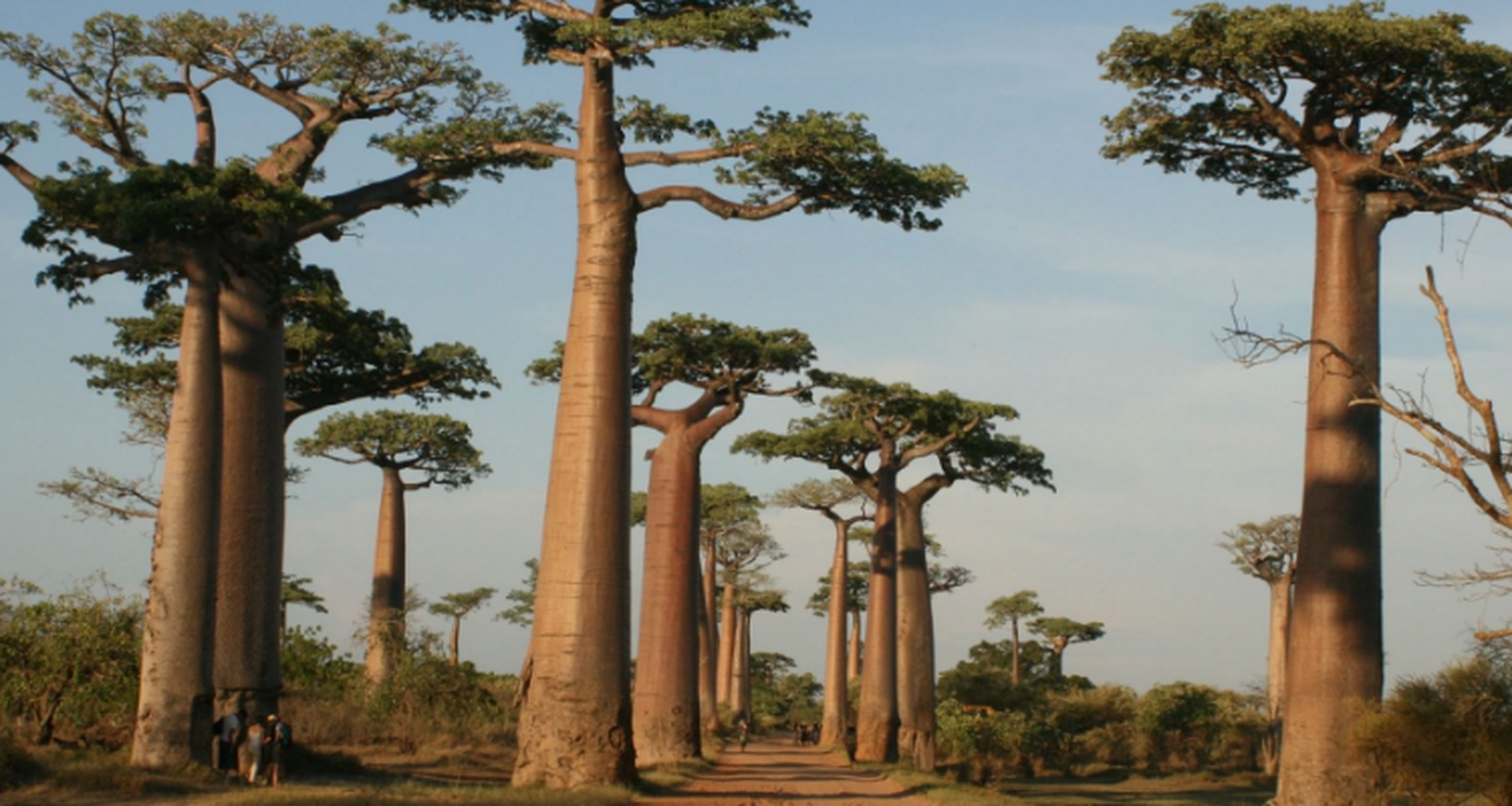 全球最奇怪的植物 猴面包树,储水量最大的树 猴面包树是一种古老的