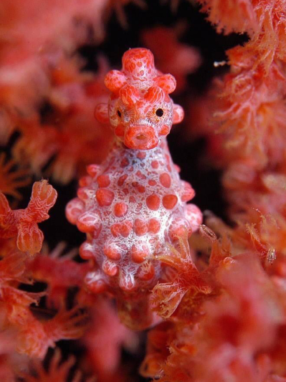 名称:豆丁海马,侏儒海马 外文名:pygmy seahorse 简介:它是一种生活在