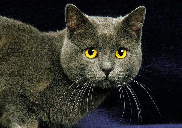 是一种中等体型的猫咪,与英国短毛蓝猫,俄罗斯蓝猫共称世界三大蓝è