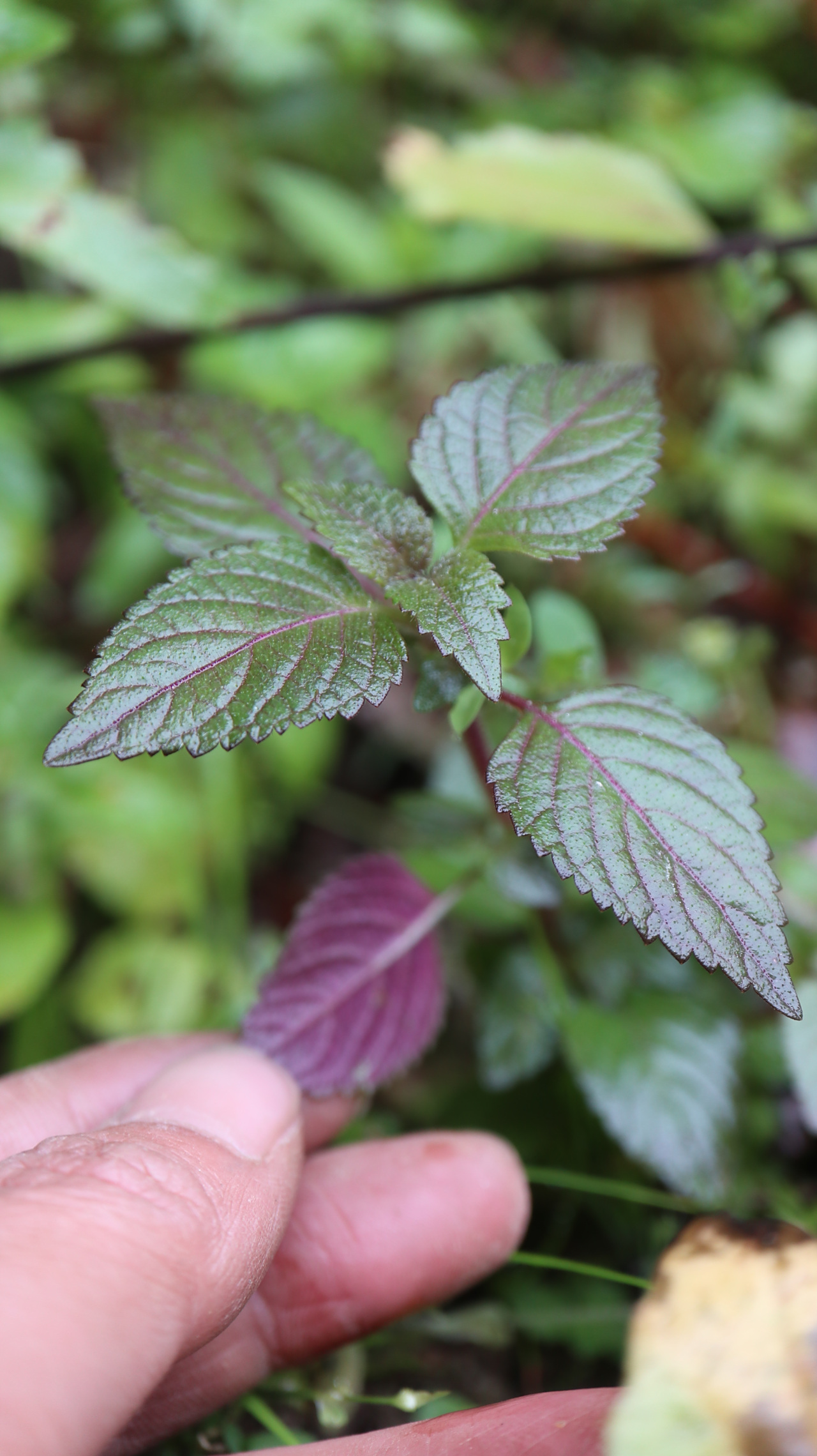这是南方酿酒人使用的一种制曲原料,叫酒饼草,它在两广地区是非常常见