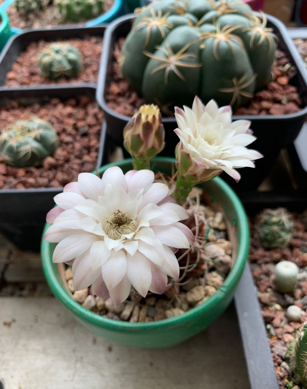 给大家推荐一个很值得养的品种——丽蛇牡丹,裸萼球属,球体圆润,小巧