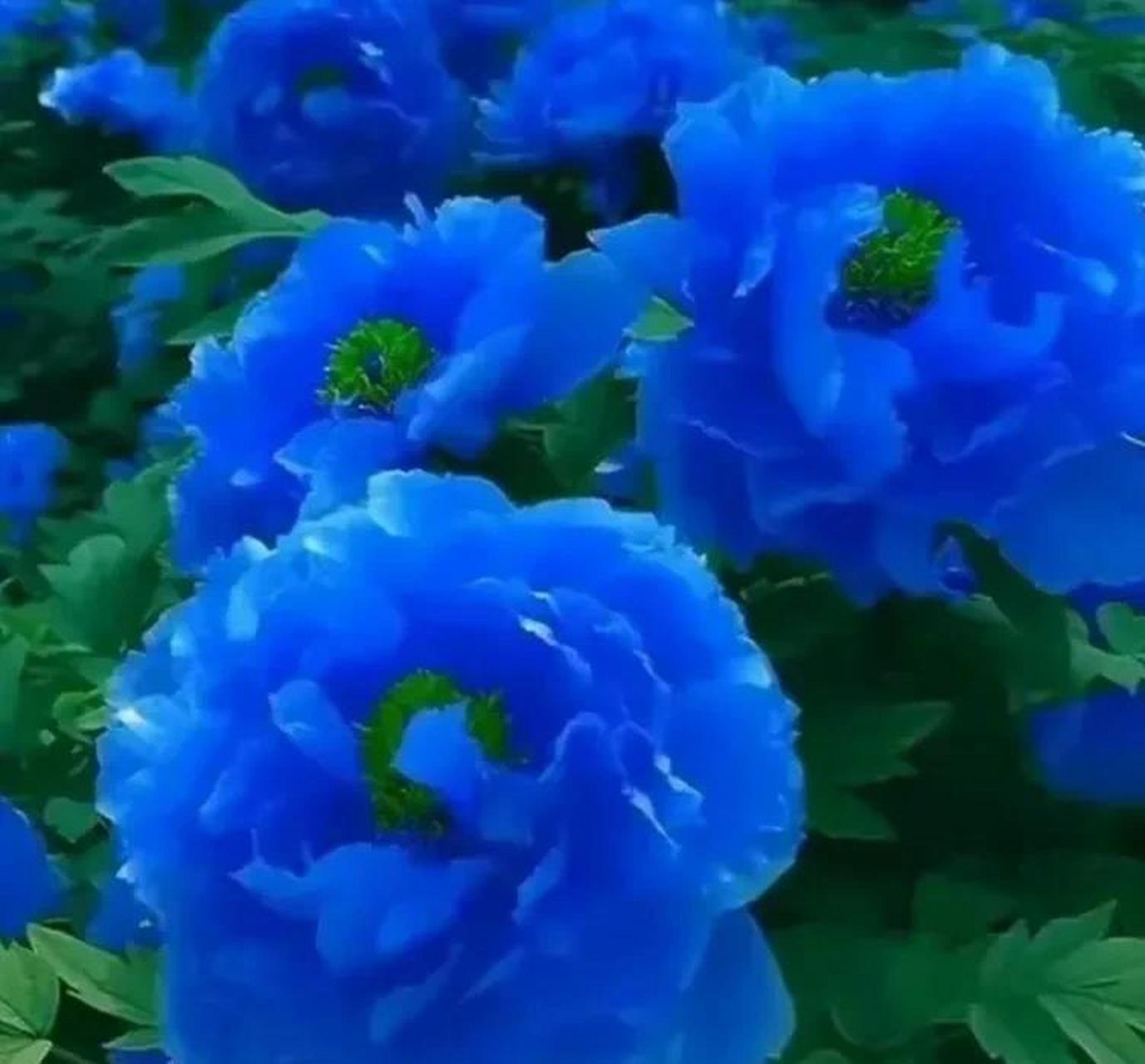 分享图片~蓝牡丹花