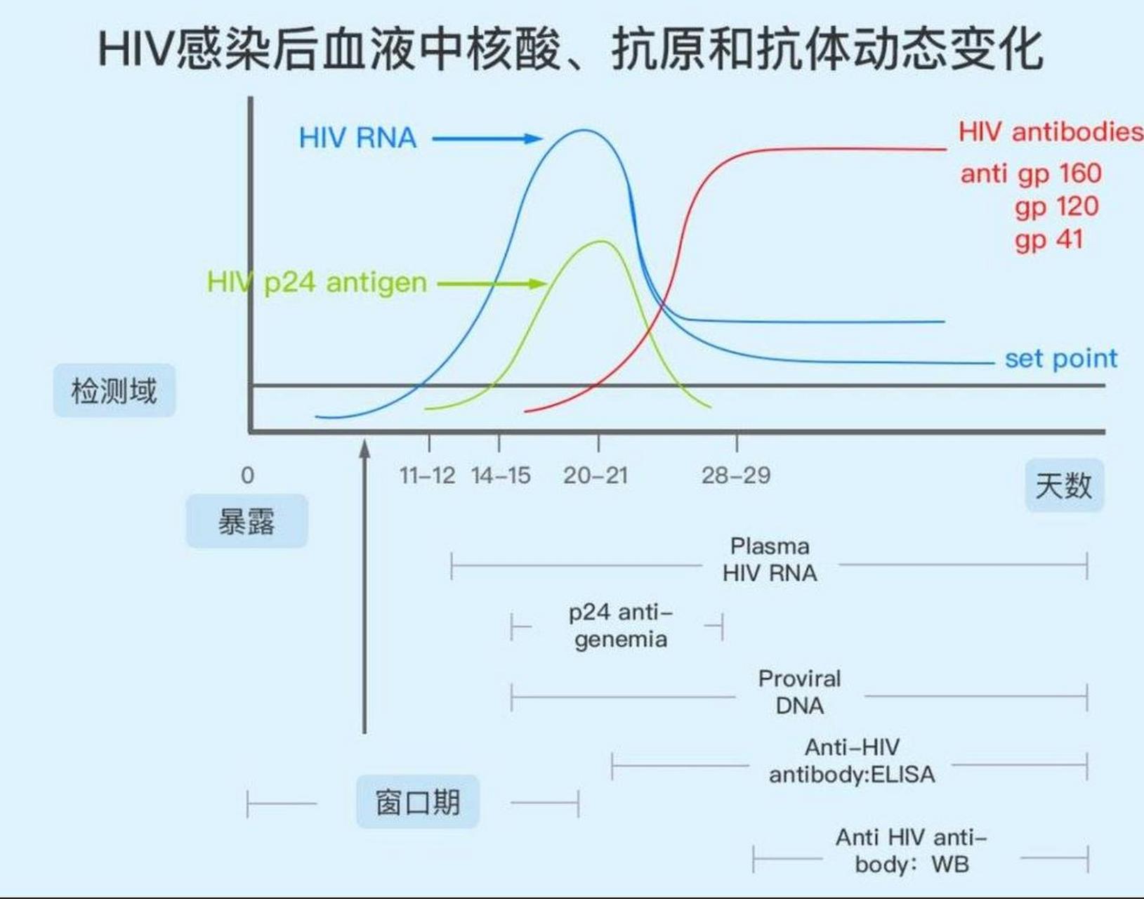 最近有部分网友咨询我,艾滋病的"窗口期"到底是多长时间,网上有说一