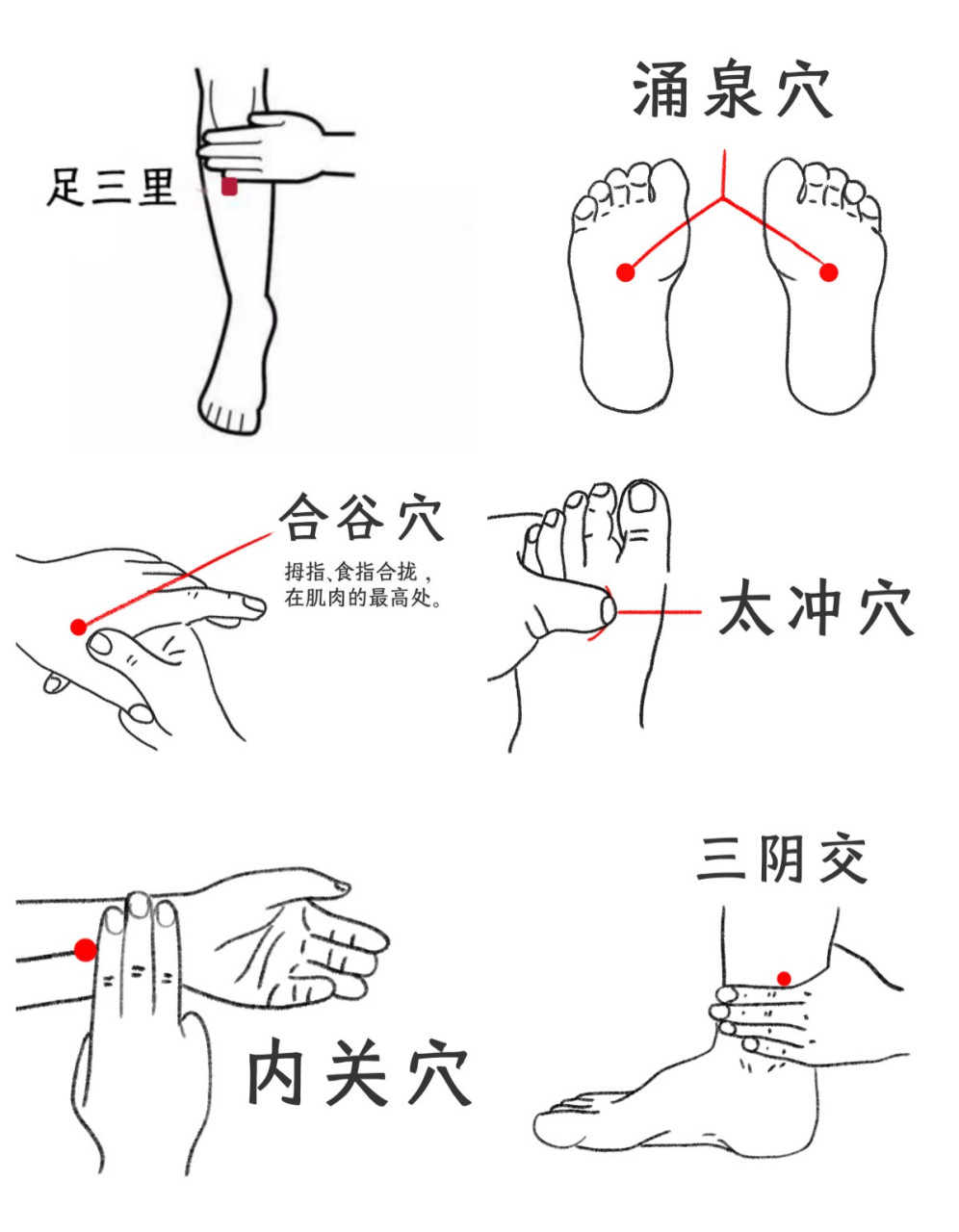 足三里在哪个位置图片