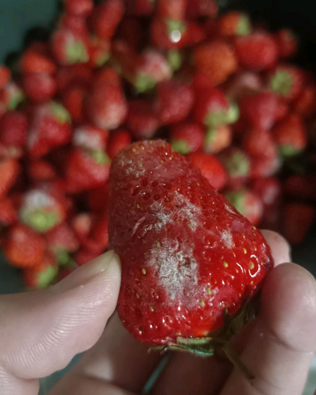 为什么草莓这么快就发霉了,我昨天才买的啊