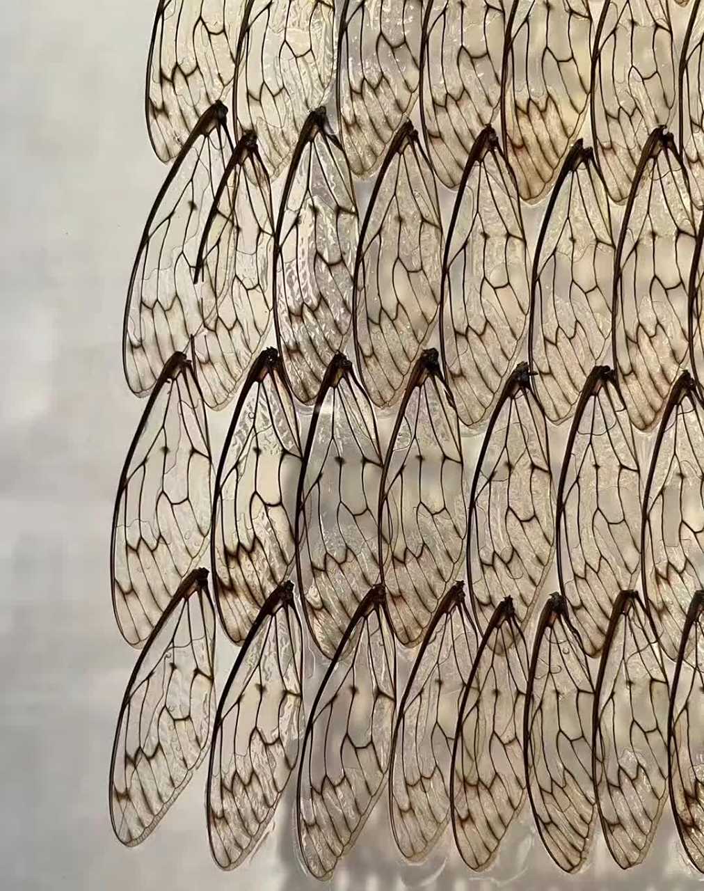 用蝉翼做成的衣服有点神奇