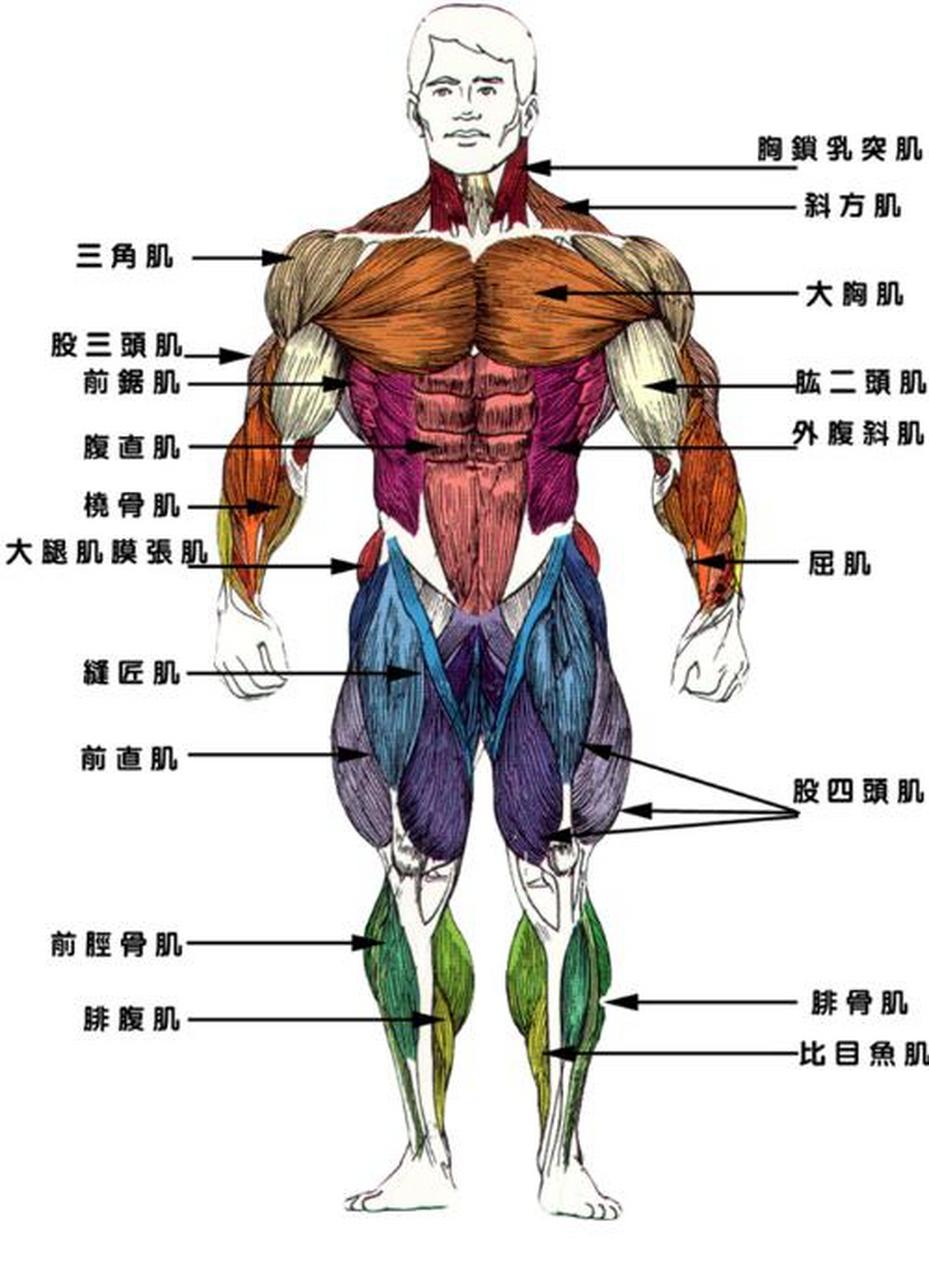 人体各部位肌肉名称图片