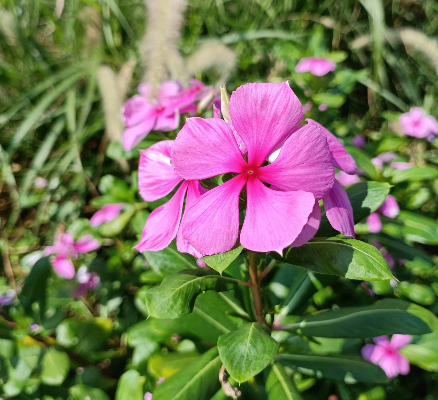这种花在路边很常见,粉色的花瓣真是太惹人喜爱了.
