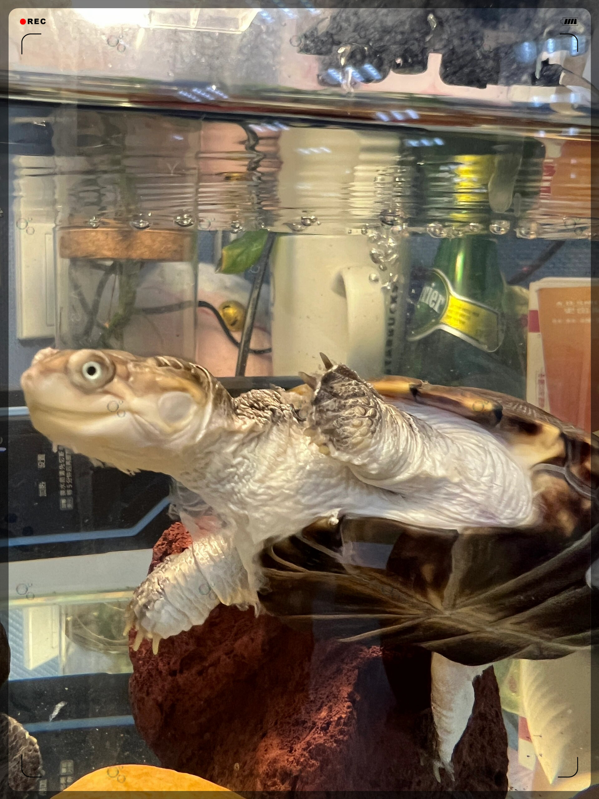 探秘动物世界  沼泽侧颈龟,一种神秘而迷人的生物.