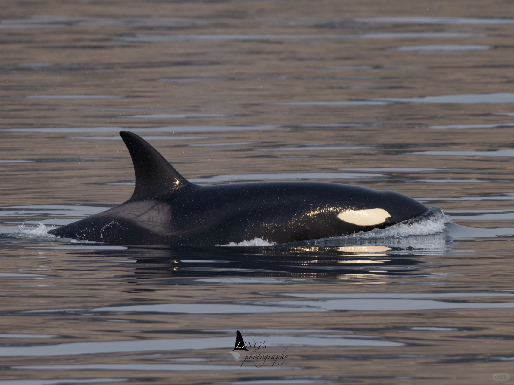 人看虎鲸vs 虎鲸看人  在西海岸过客型虎鲸里,很多年轻的个体都会对