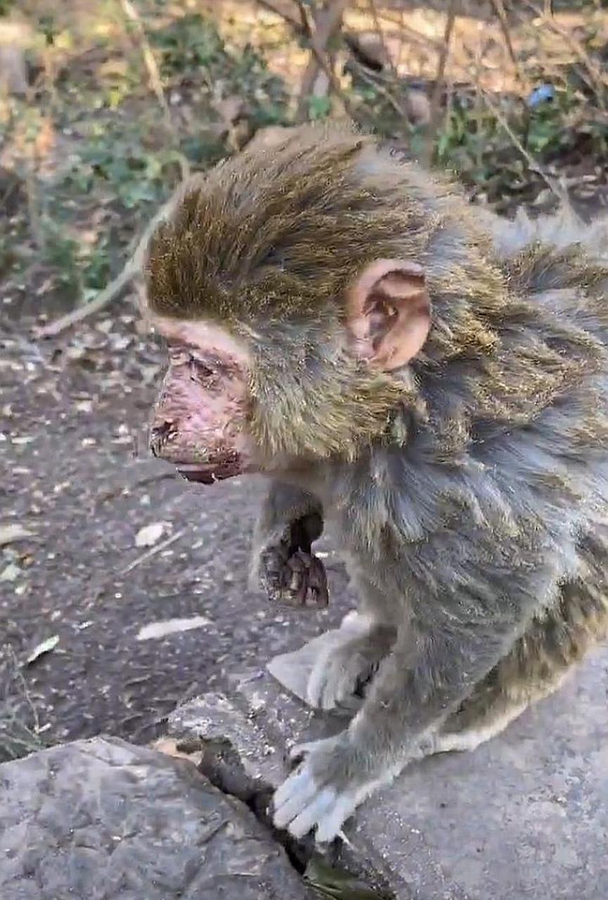 网友:一只触电的大师兄,还好保住了一条猴命啊!