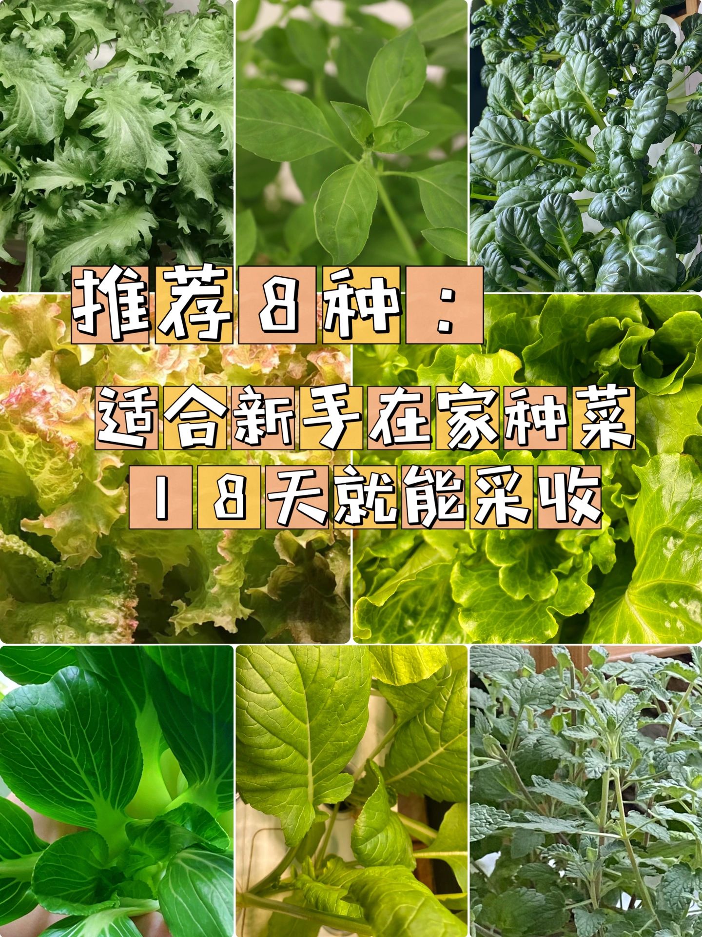 白菜薄荷图片