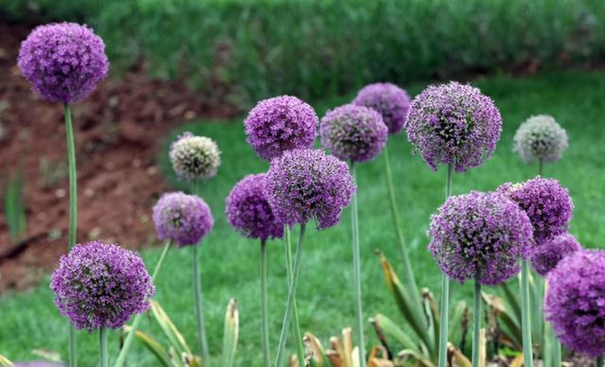 昆明植物园举办葱属植物文化艺术展"葱花"成海别样美