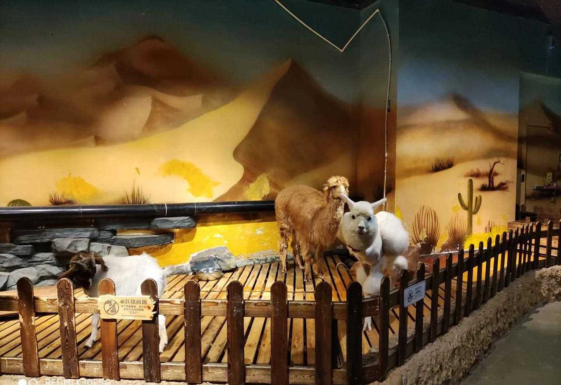 天津和平区的天河城里有个室内主题动物园你去过吗?