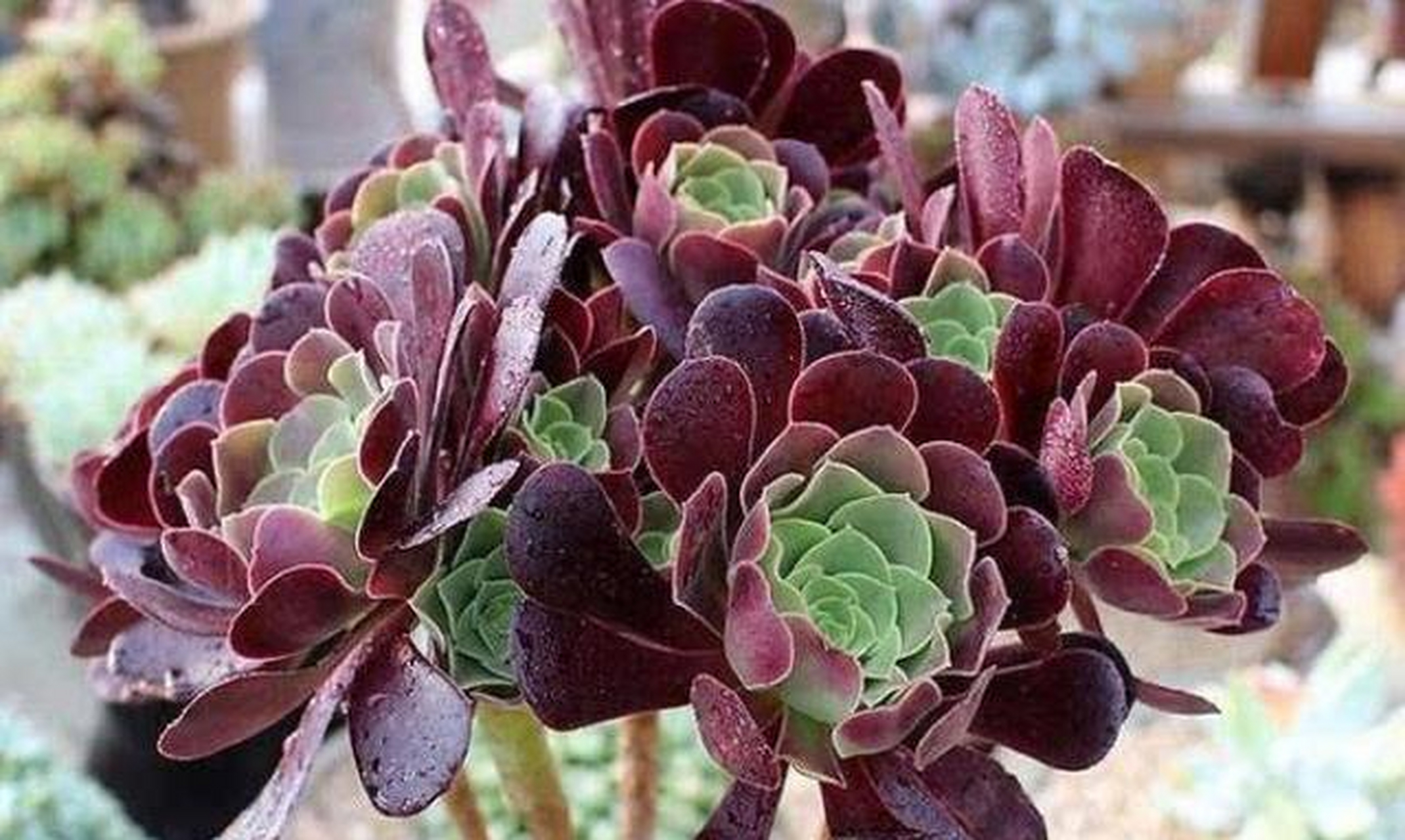 紫羊绒法师非常容易爆崽,养护好养成漂亮的小老桩.[色]