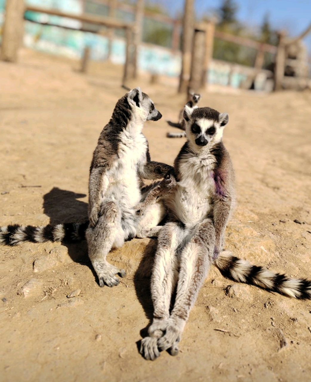 这种猴子叫什么名字来着?它们的坐姿怎么这么像人类,恐怖谷了