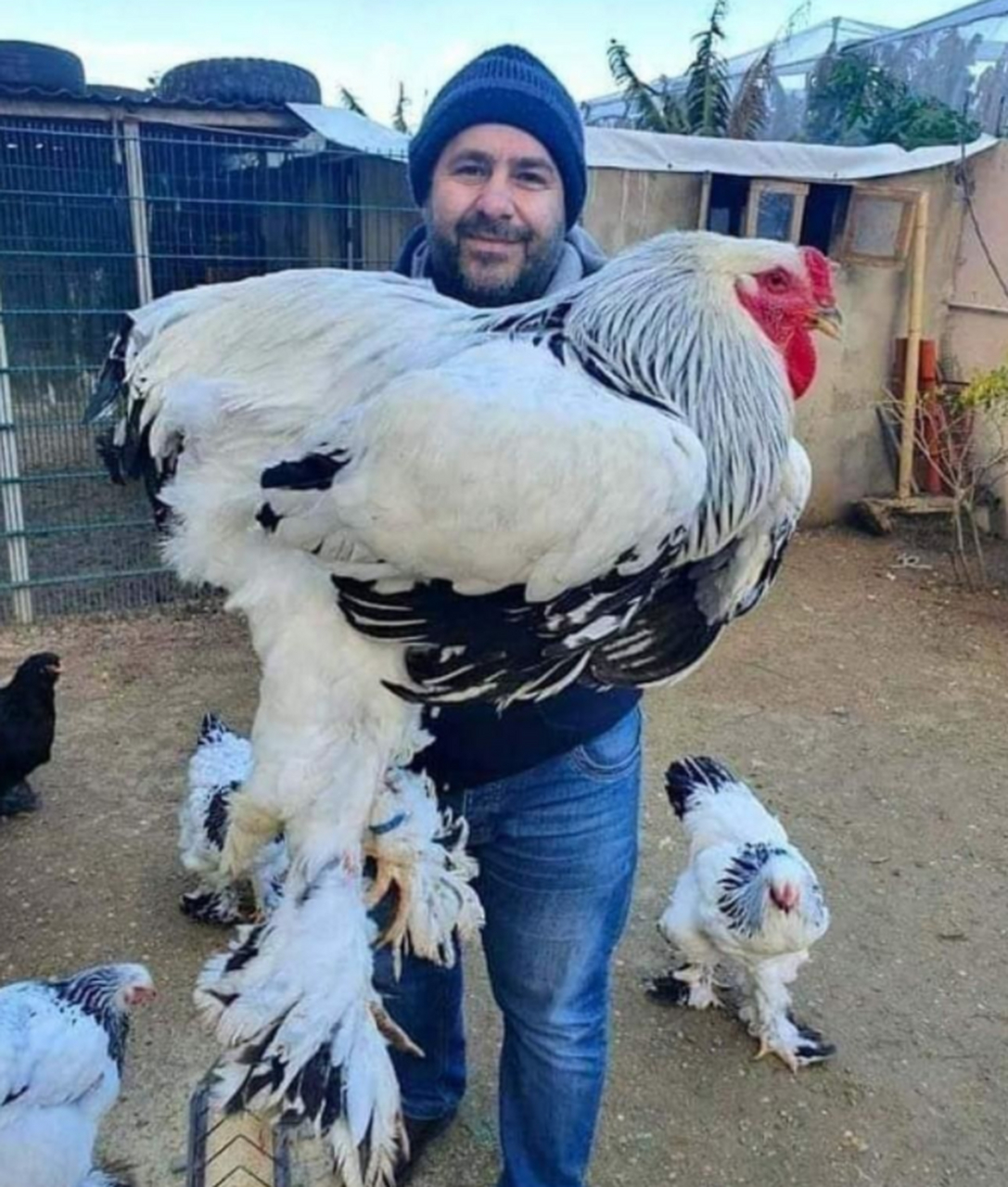 这是世界上最大的鸡,名字叫梵天鸡,又称为婆罗门鸡,可以长到一米多高