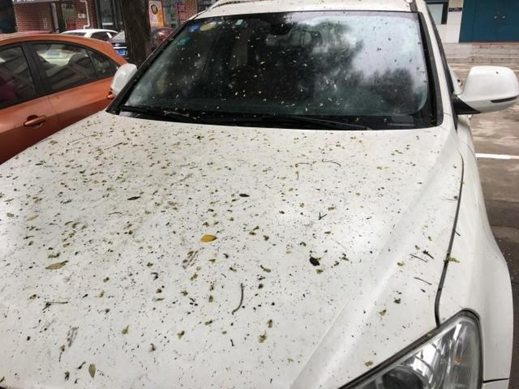 高温天气不要把车停在树下#有些树的树胶滴在车上晒干后很难洗,需要