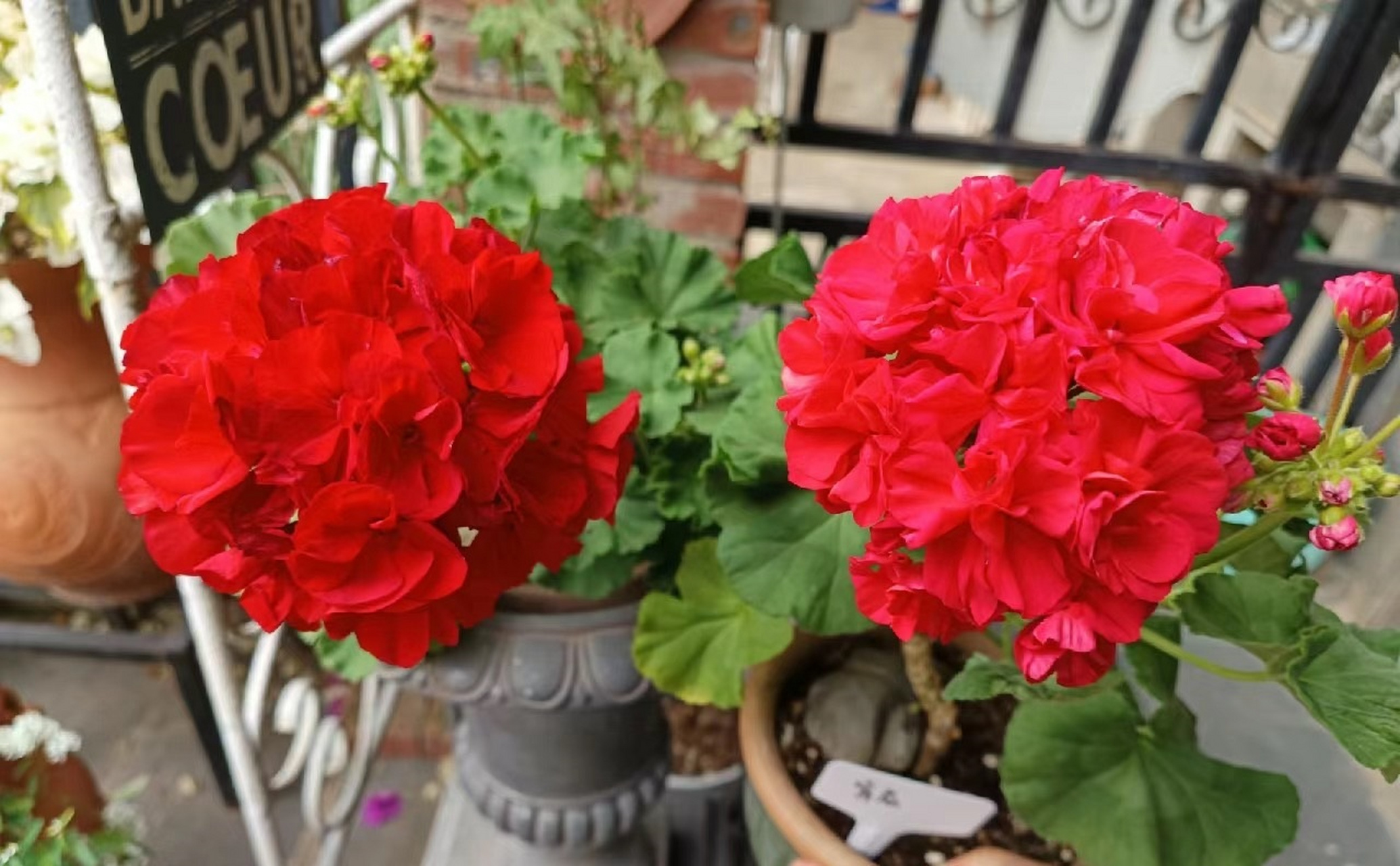 秋天,是天竺葵的"主场"哦,给大家超级喜庆的品种——名字就叫"国旗红"