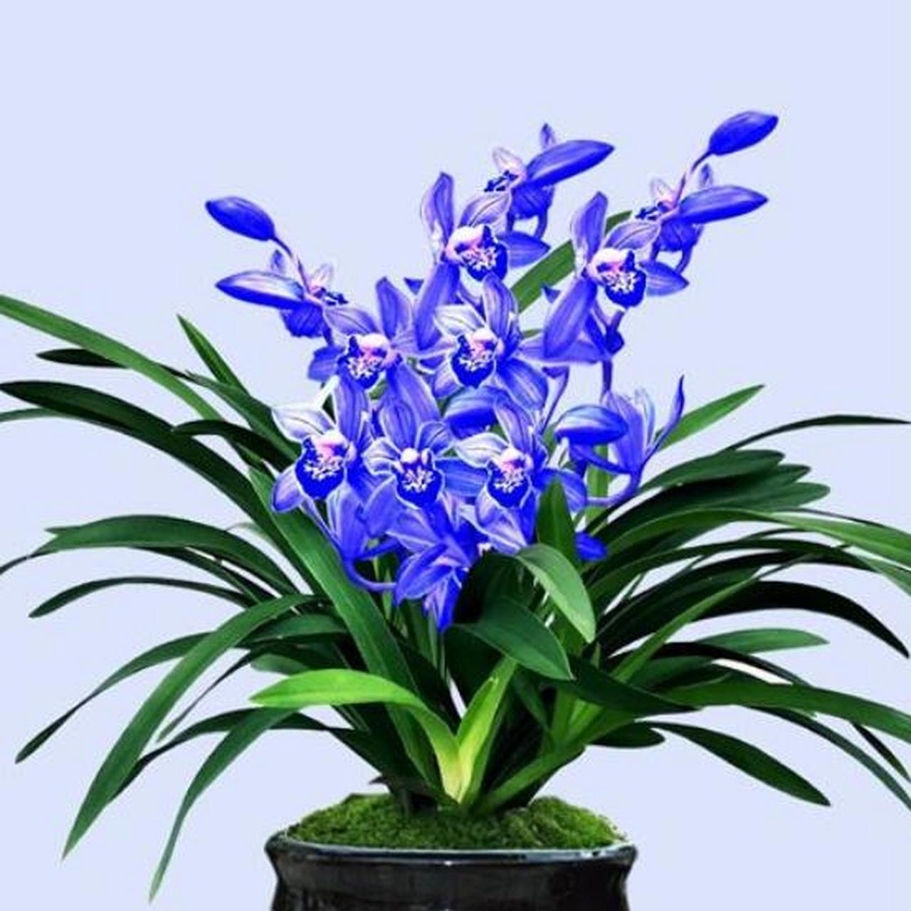 多年前,给50万都不卖的建兰,现在不足百元,人称"最美兰花"