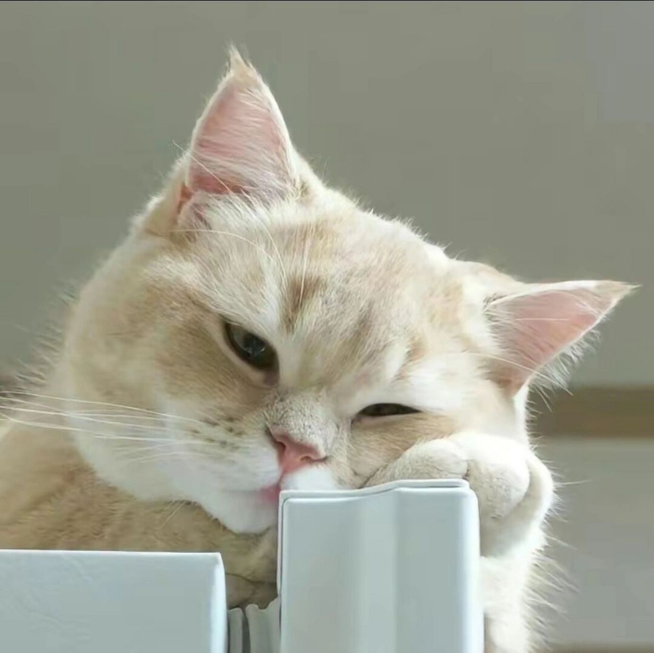 快来挑选一款你最喜欢的猫咪头像吧!