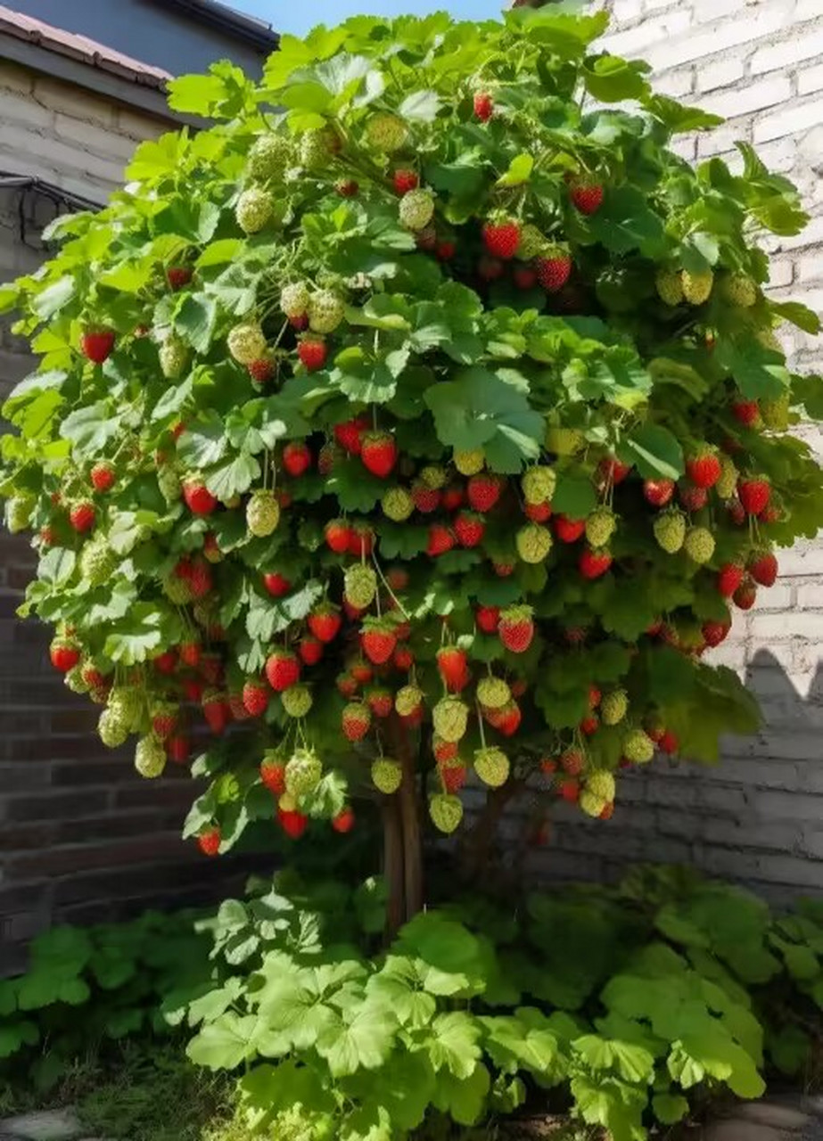 草莓长在树上的图片图片