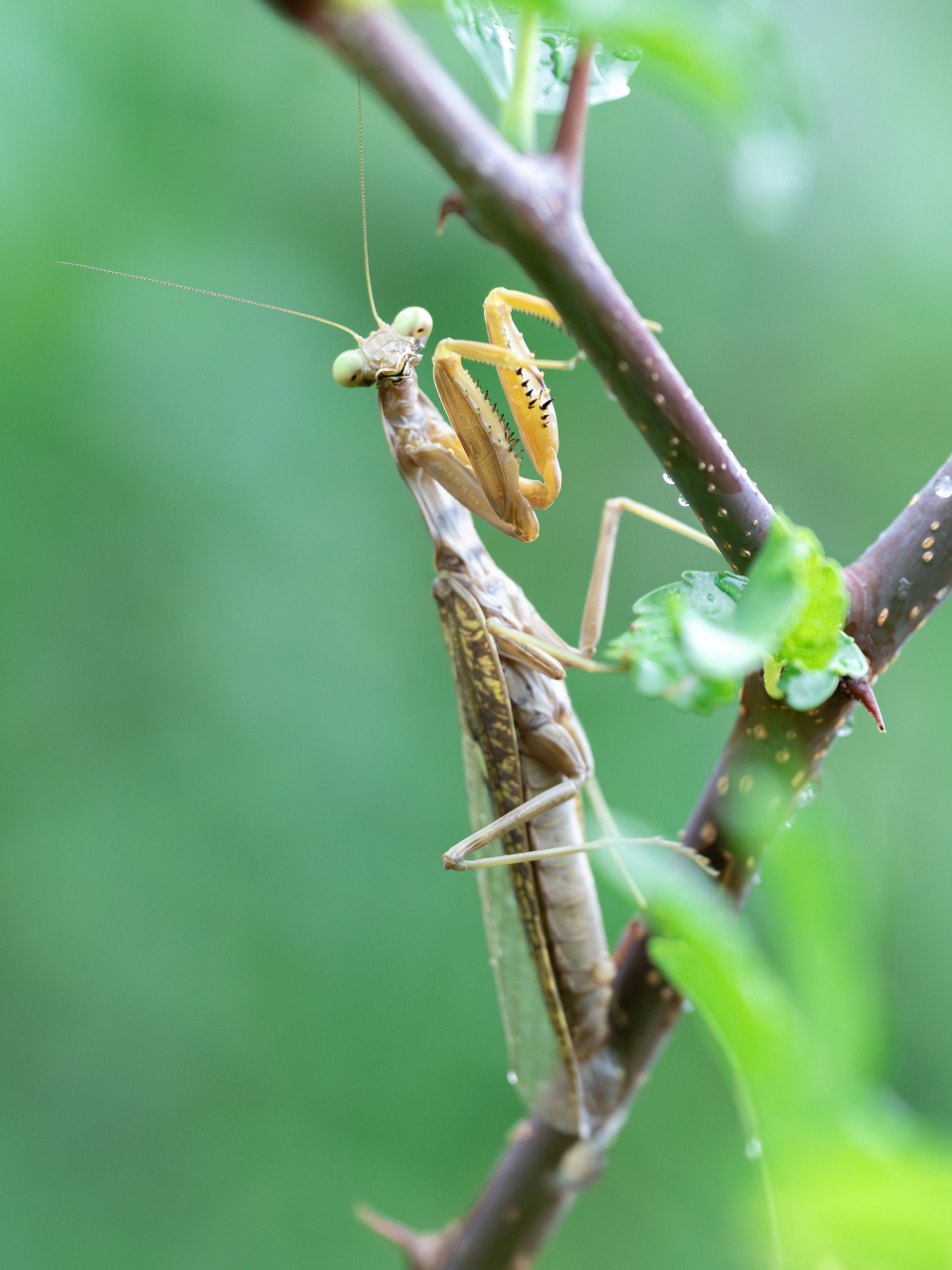 检验镜头素质的时候到了  当变焦镜头遇上微距拍摄,尼康z8搭配z 24