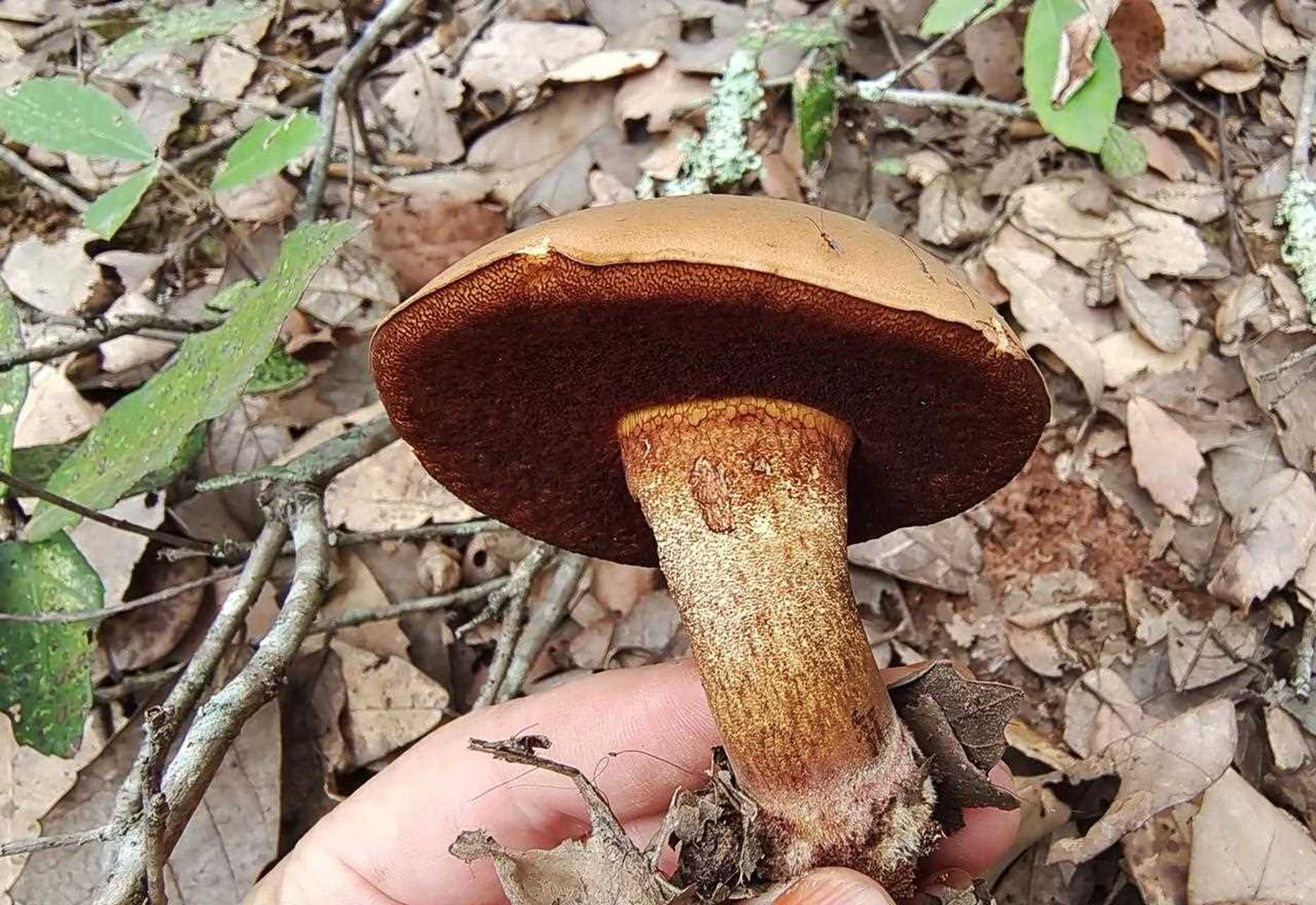 懂菌子的看过来,你分得清大黑菌和小黑菌的区别吗?