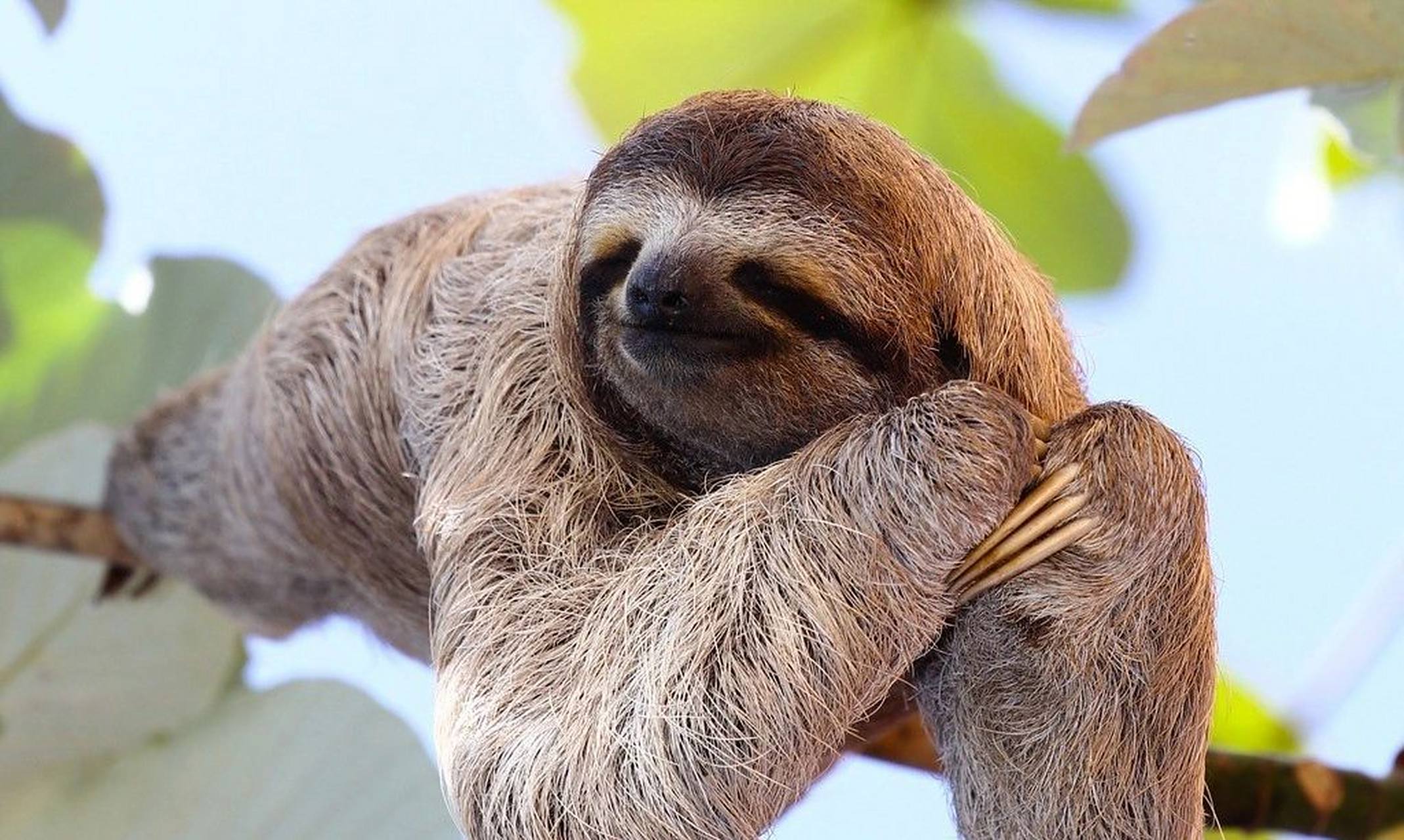 可爱圈的奇葩——树懒 树懒,世界最可爱动物排行榜第20名,也是世界上