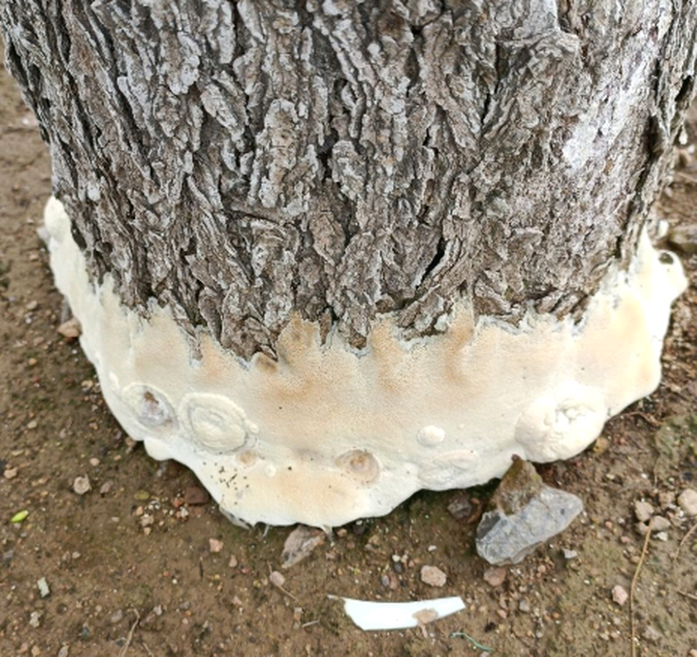 树根上这是啥?也是一种蘑菇吗