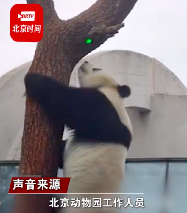 白色大熊猫影像首公开