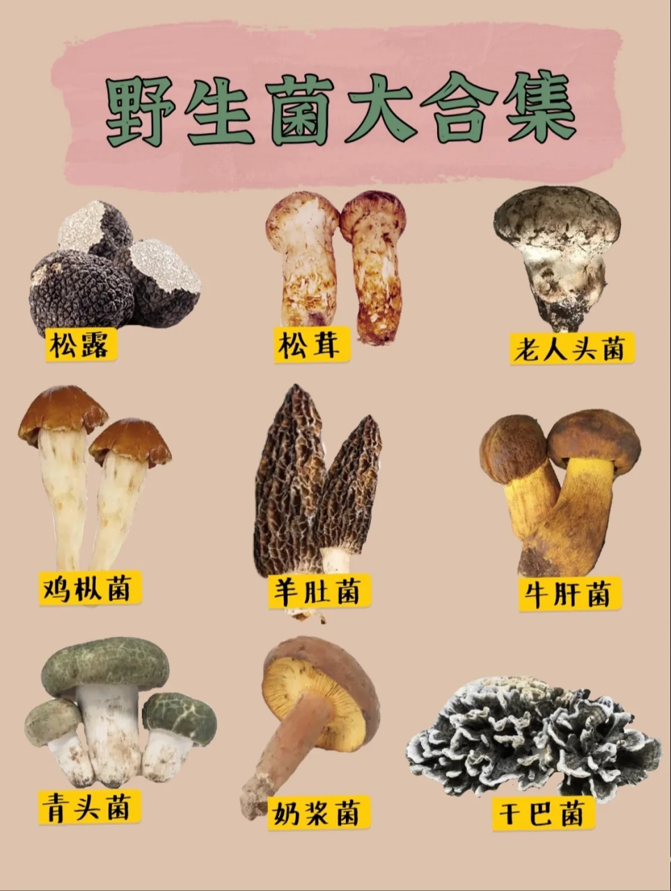 🌈松露 松露是食用菌类里比较珍贵的菌了, 内含丰富
