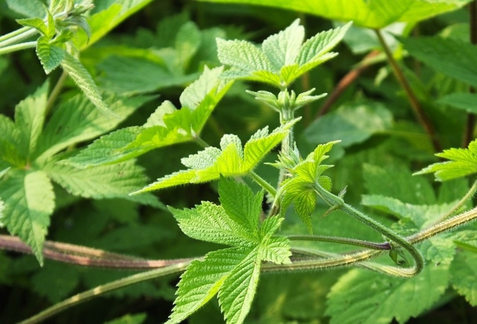 【常见野草】葎草,又名割人藤,拉拉秧,荨麻目桑科.
