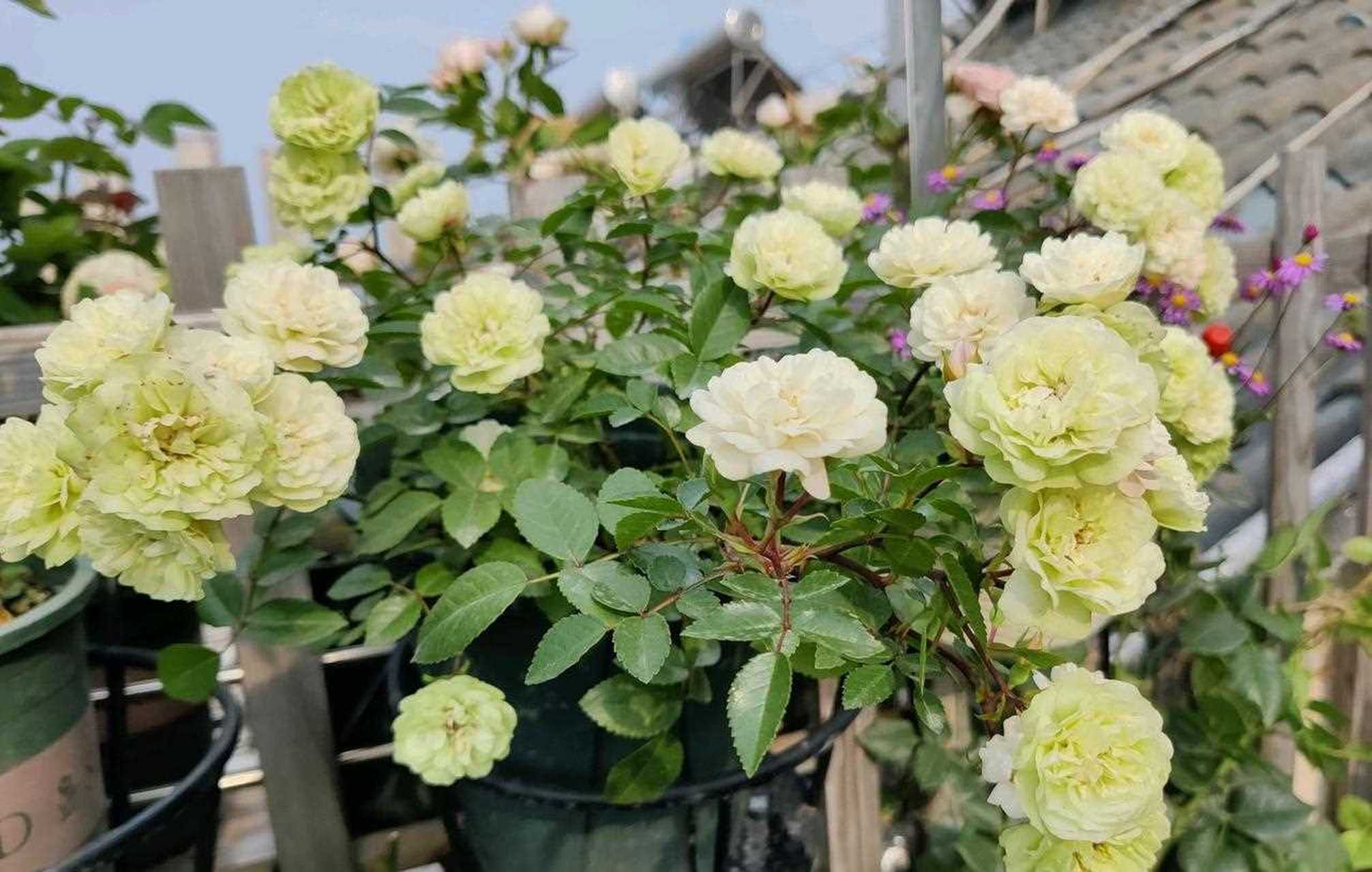 也表现抢眼的月季花——绿冰(green ice),小灌木,株高只有40-50厘米