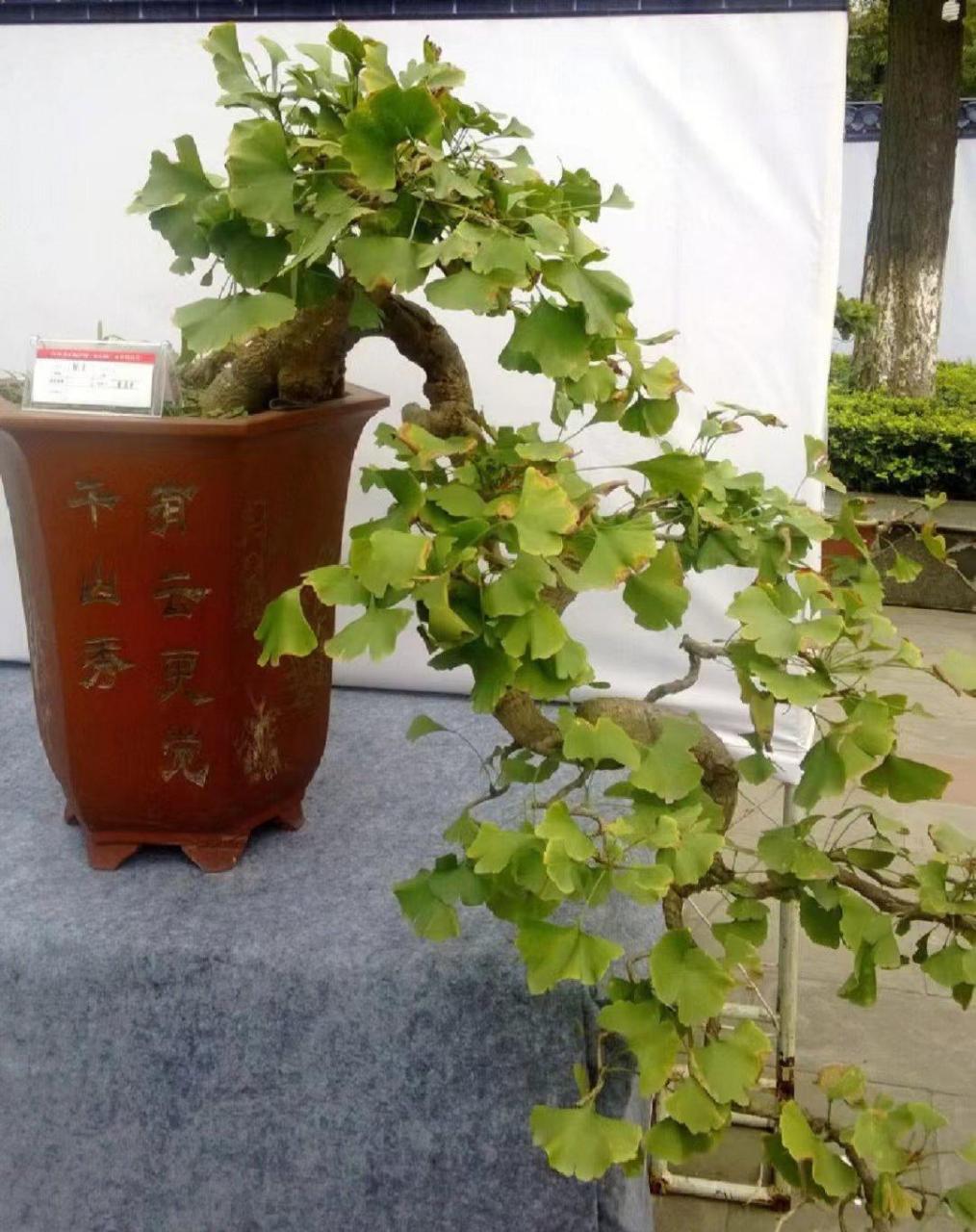 银杏根系发达,要求花盆比较深,太浅的不好养护.