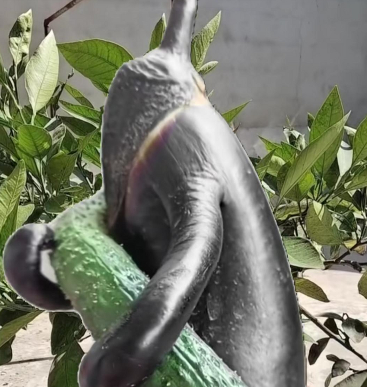 这样造型的茄子你见过吗