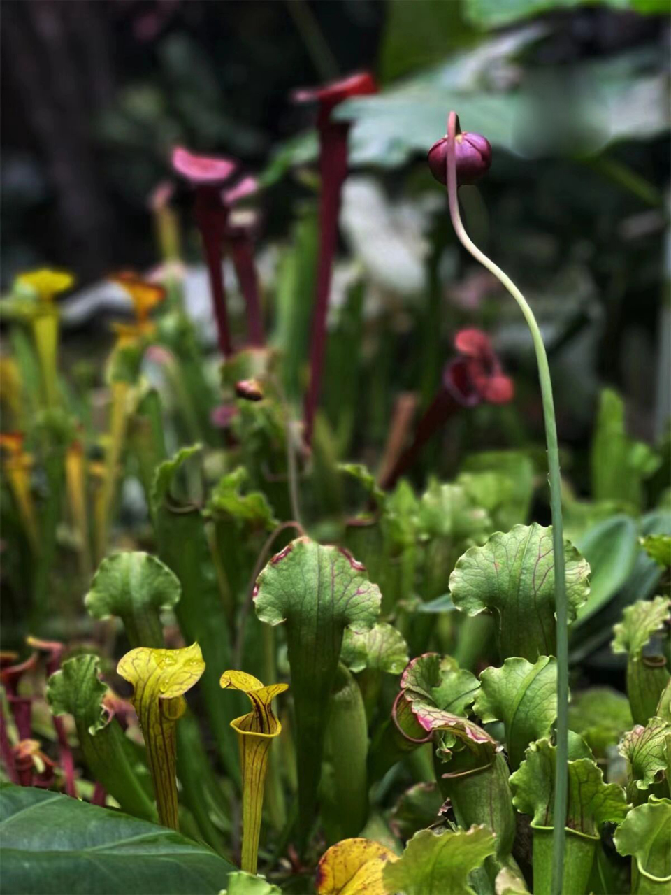 神奇生物科普|瓶子草为什么要吃虫子?