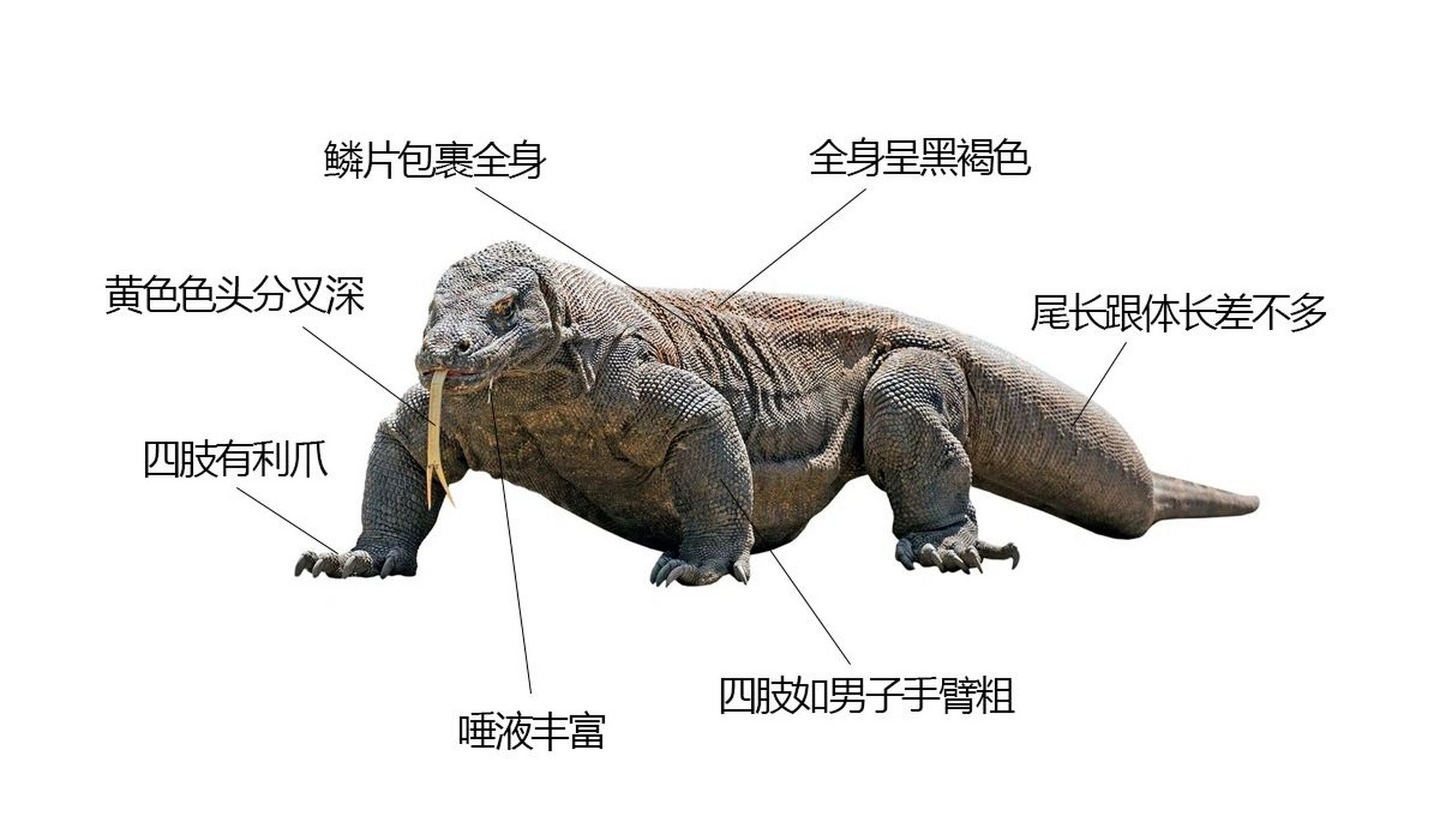 伪海洋生物-科莫多龙 科莫多巨蜥,是已知现今存在种类中最大的蜥蜴