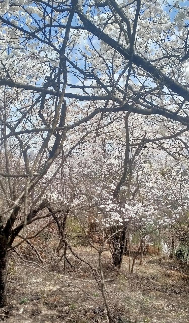 4月5日,网传大悟县实验中学一教师体罚学生.