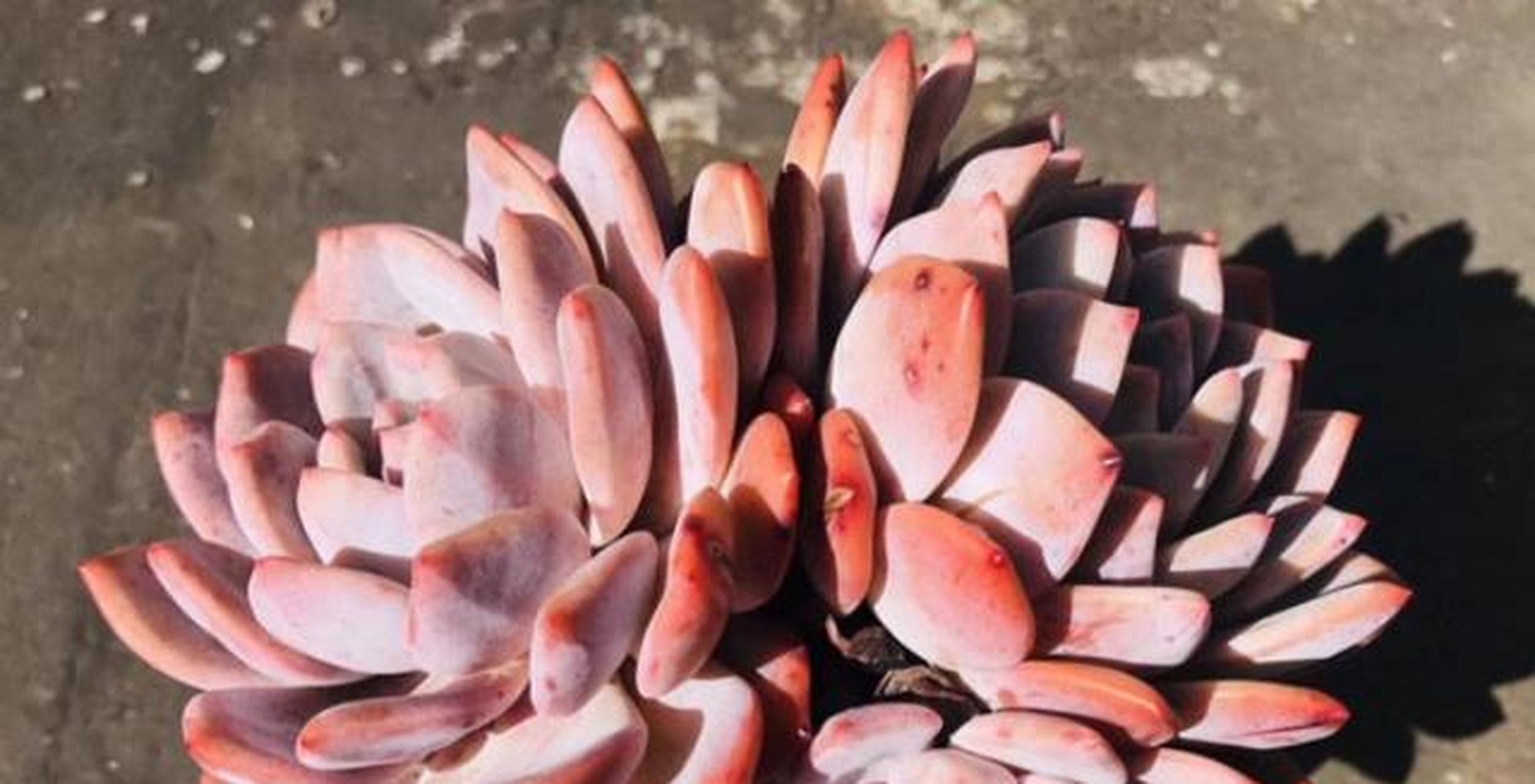 说起芙蓉雪莲,我们就不得不说一下橙梦露(即大家口中的"橙子"),因为