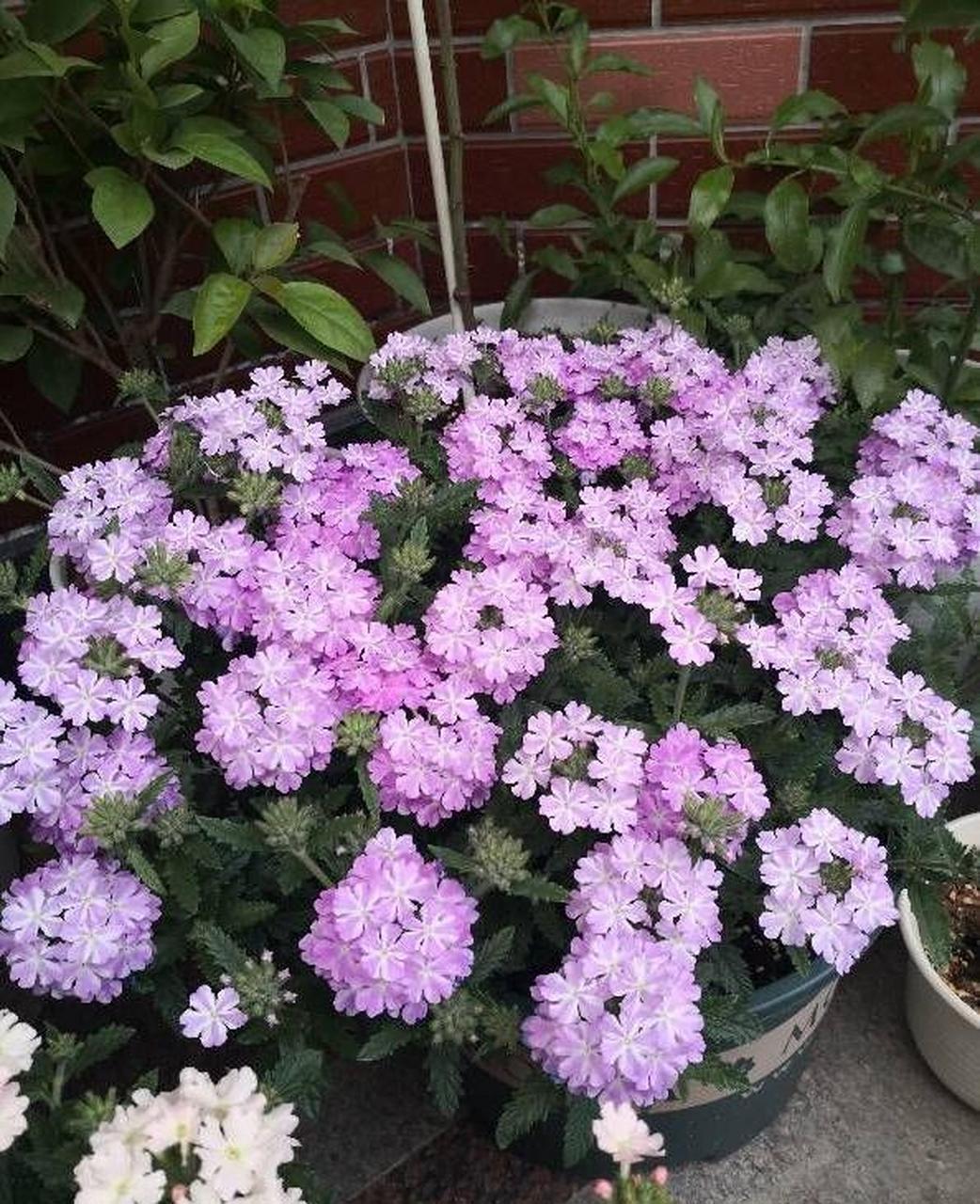 养棵"美女樱"吧,号称草本绣球花,植株低矮,分枝性好,株型丰满,开花量