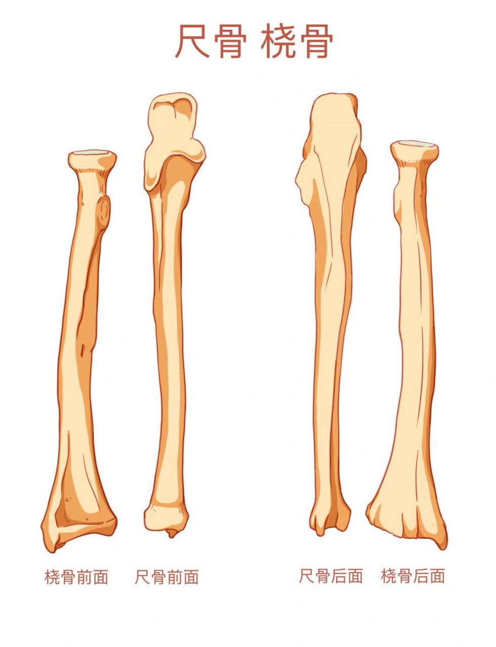尺骨桡骨解剖图手绘图图片