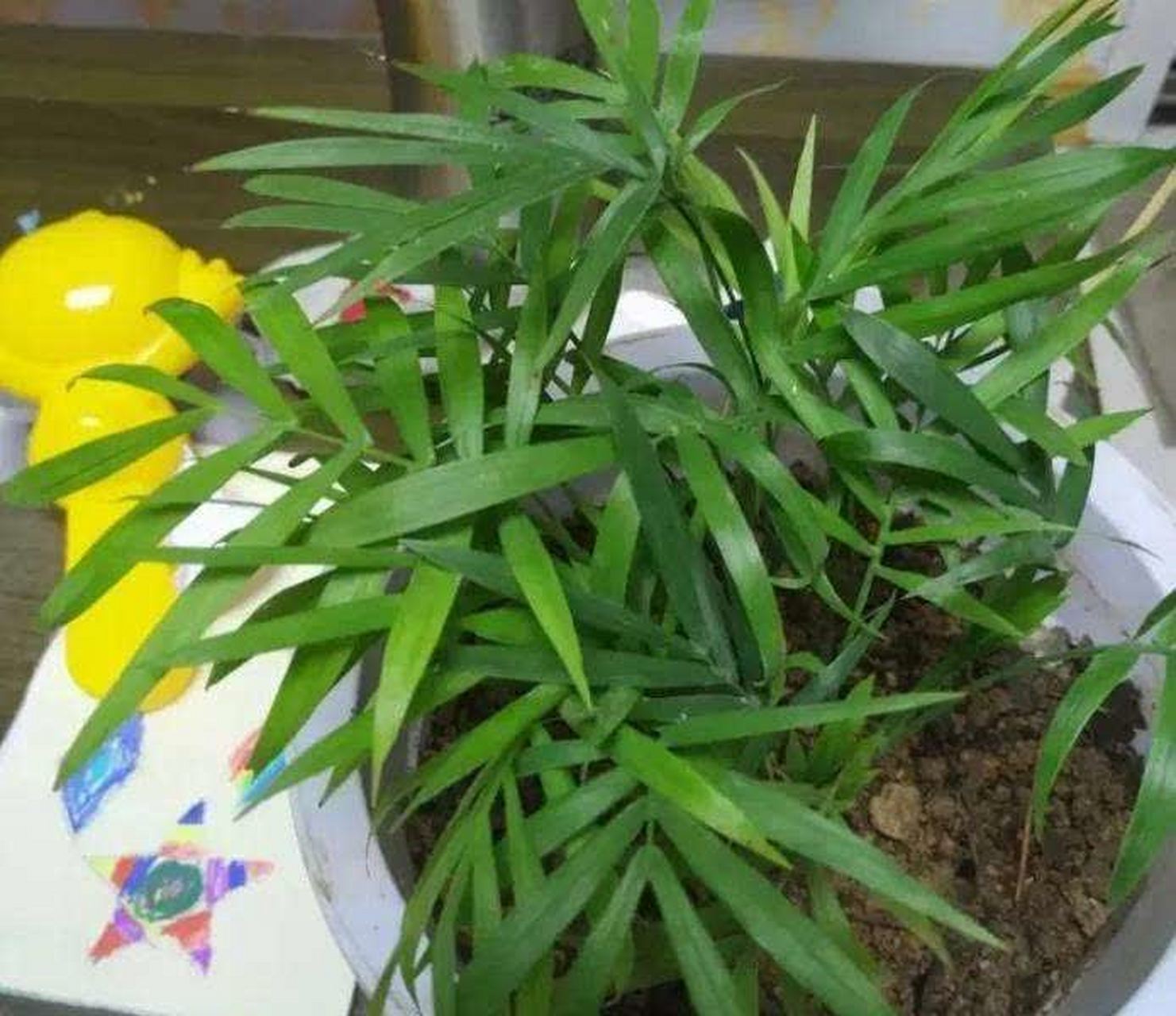 袖珍椰子又名袖珍竹. 它小巧玲珑,美观独特.