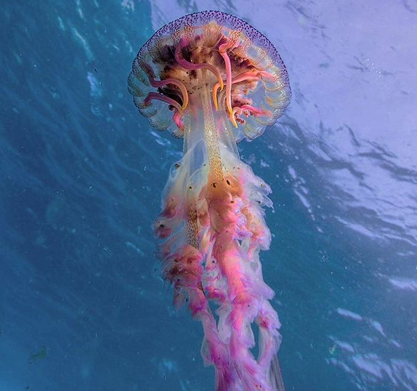 一只漂亮的水母!真是美得不可方物!#百家号星火计划