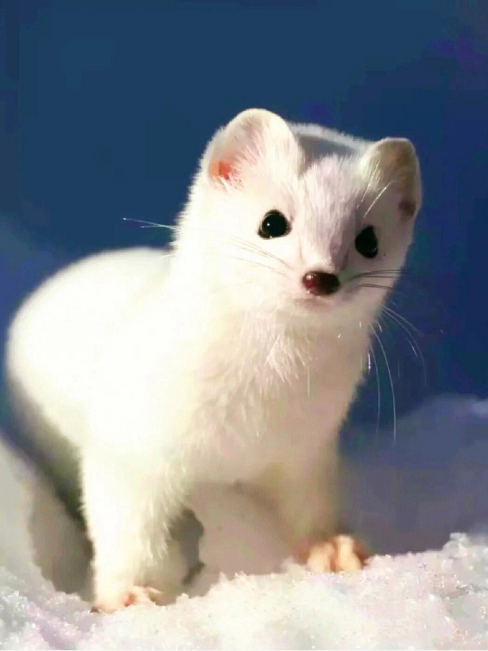 每天介绍一种生物|德拉科61马尔福  中文名:白鼬 学.